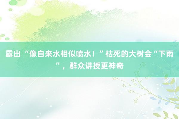 露出 “像自来水相似喷水！”枯死的大树会“下雨”，群众讲授更神奇