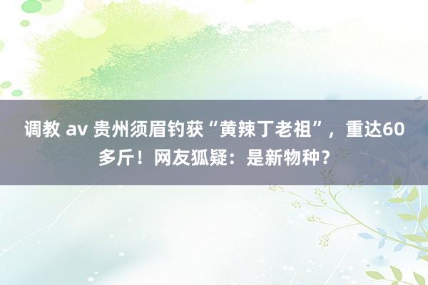 调教 av 贵州须眉钓获“黄辣丁老祖”，重达60多斤！网友狐疑：是新物种？